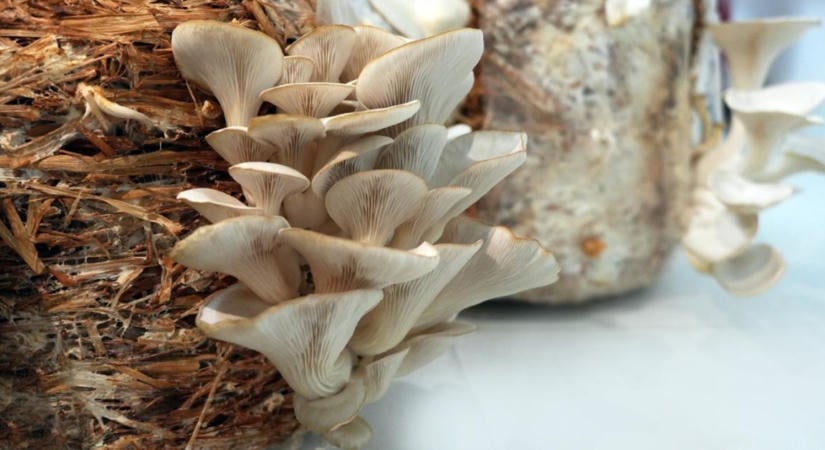 Kidobod a mezőgazdasági mellékterméket? Lehet, hogy milliókat hagysz a szemétben