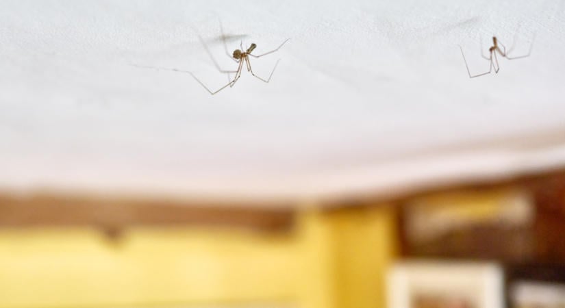Miért érdemes békén hagyni a lakásban a pókokat?