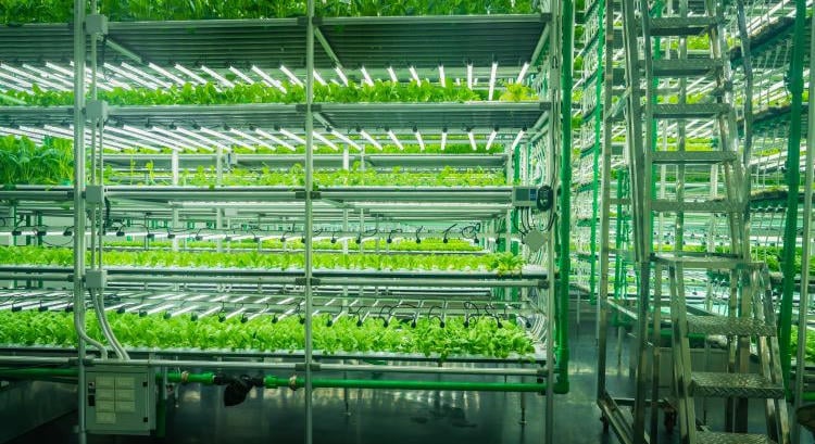 Nem minden növénynek kell vertikális farm