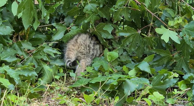 Genetikai vizsgálat bizonyította, ritka állatra bukkantak a Börzsönyben – videó
