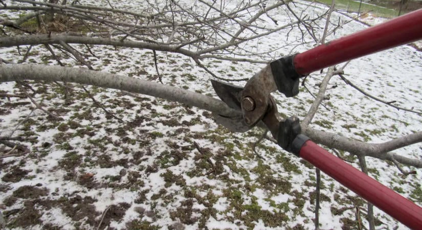 Késő őszi metszés, melyik növényt vághatod vissza a nyugalmi időszakban és melyiket nem