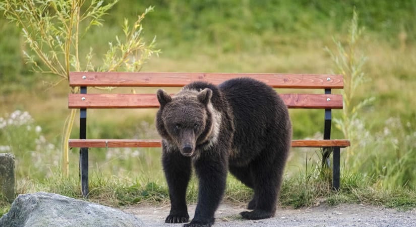 Aláírta a román államfő, több mint 800 medvét lőhetnek ki még idén