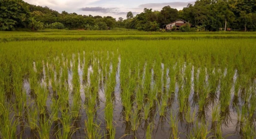 FAO: csak gazdaságilag életképes agrárinnovációk terjedhetnek el