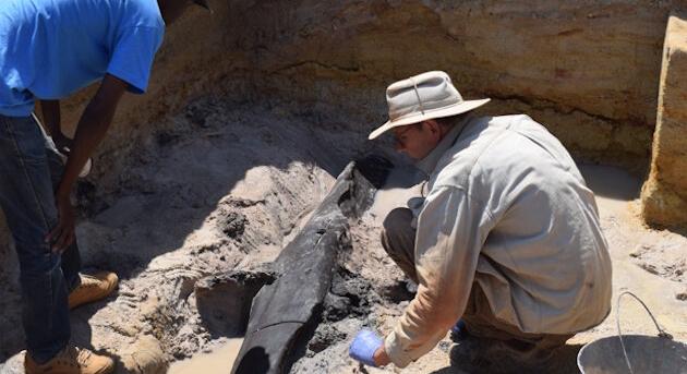 A Homo sapiens megjelenése előtti faépítményt fedeztek fel Zambiában