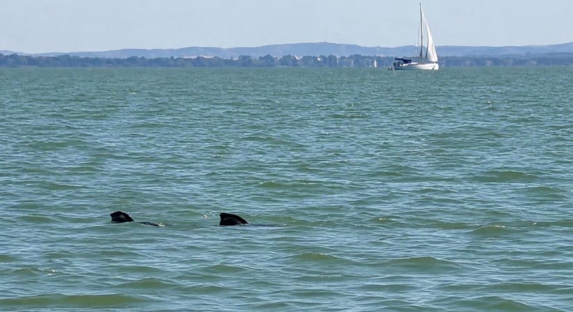 Homokpadok a Balatonban: 39 centiméterre apadt a tó