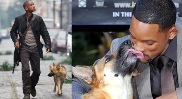 Megindító! Will Smith annyira megszerette a kutyáját a Legenda vagyokból, hogy örökbe akarta fogadni