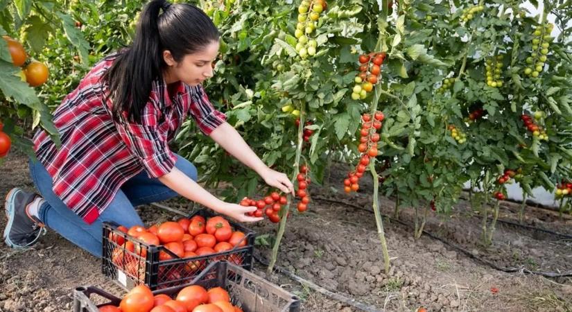 Támadnak a leggyakoribb paradicsombetegségek – így védd meg a termést