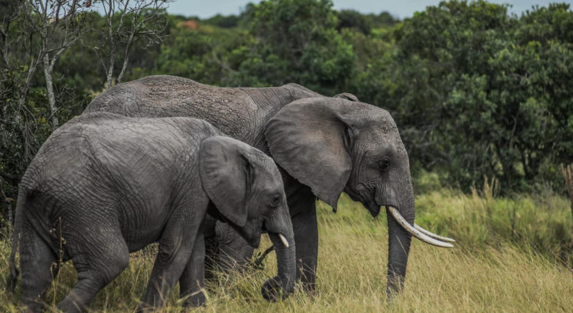 Tizenöt elefánt pusztult el Kenyában, miután ciánnal mérgezett paradicsomot evett