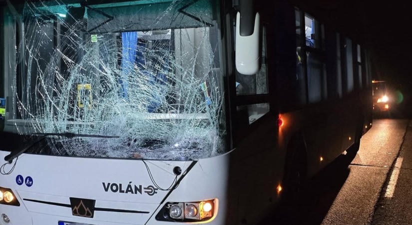 Rommá törte egy szarvas egy Volán busz szélvédőjét Pilisvörösvárnál