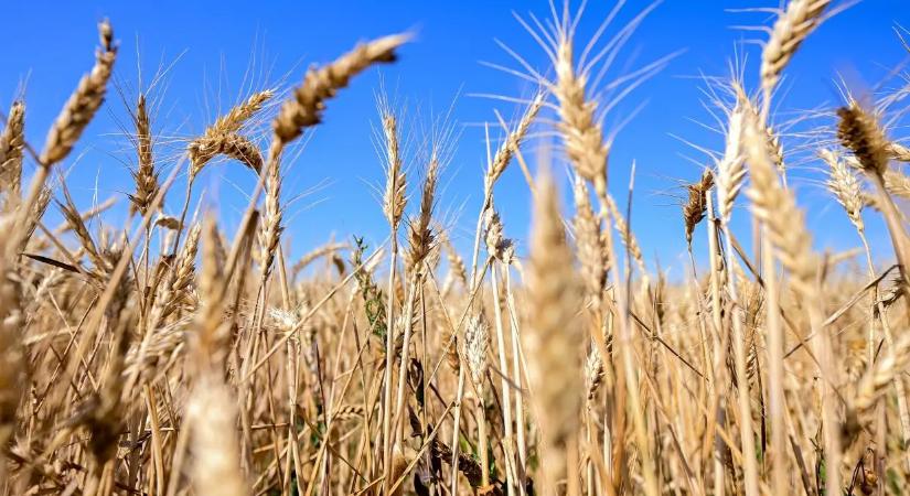 Civil szervezetek kérik a kormányt a GMO-mentesség megőrzésére
