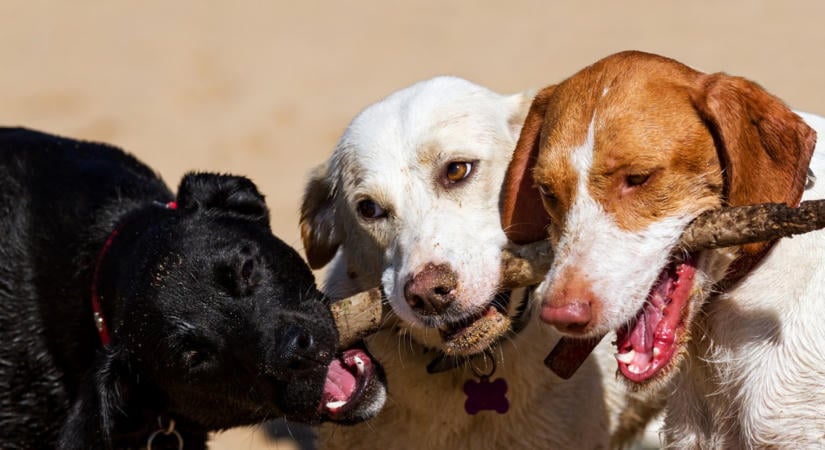 Melyik kutya a nagyobb, a berni pásztor vagy a német dog? - Töltse ki az óriási kutyás kvízünket, kedvence képével pedig még nyerhet is!