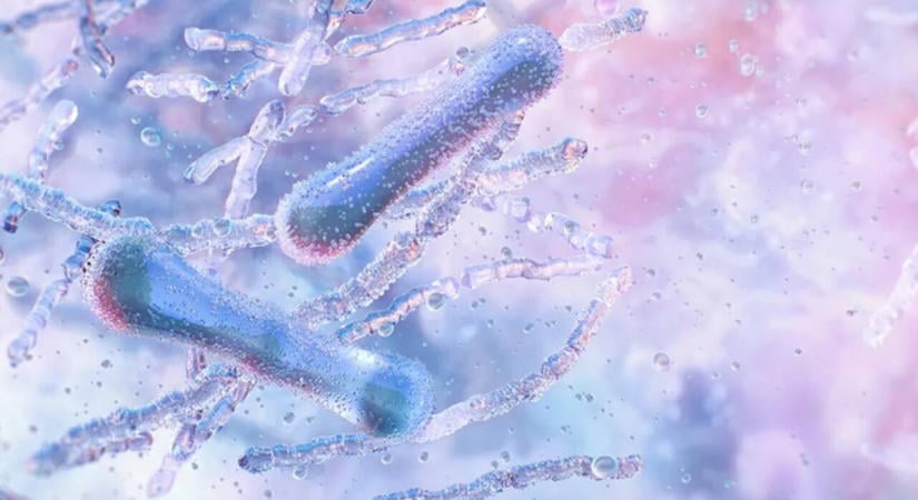 Probiotikumok és Alzheimer-kór: biztató változást figyeltek meg 87 idős embernél