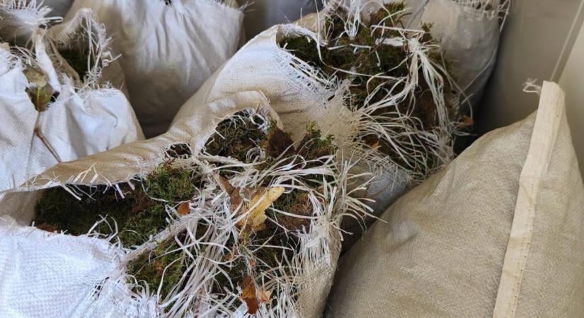 Mohaszállítmányt fogtak a rendőrök: súlyos ára lehetett a gyűjtésnek