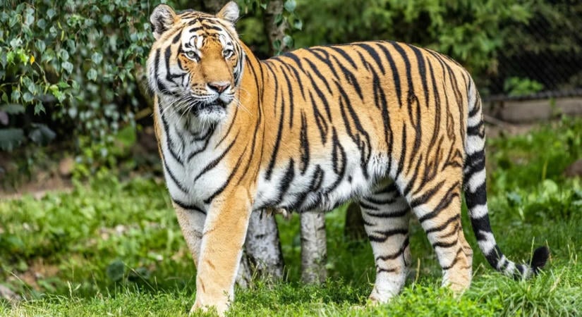Ezek voltak a utolsó szavai a férfinek, akit halálra marcangolt egy tigris az állatkertben