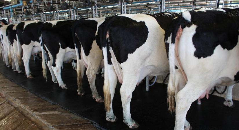 Megoldódott egy rejtély: így verte át az állatorvosokat a teheneknél felbukkanó H5N1