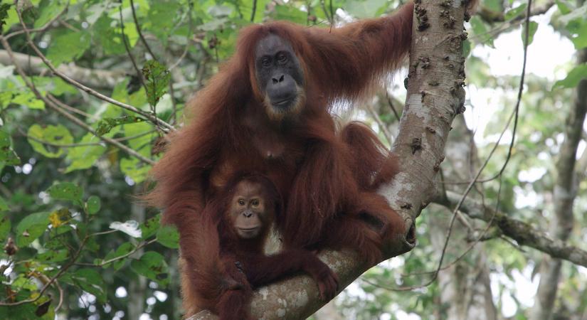 Az orangutánok játszótársat keresnek a kölykeiknek, hogy azok fejleszthessék a szociális képességeiket