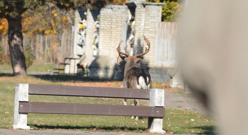 Megtörtént a tragédia Sellyén: szétmarcangoltak egy szarvasbikát