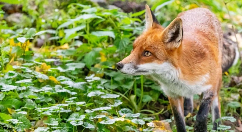 Rókák járhatnak a gyümölcsösökben: súlyos fertőzés veszélyére figyelmeztetnek a szakemberek