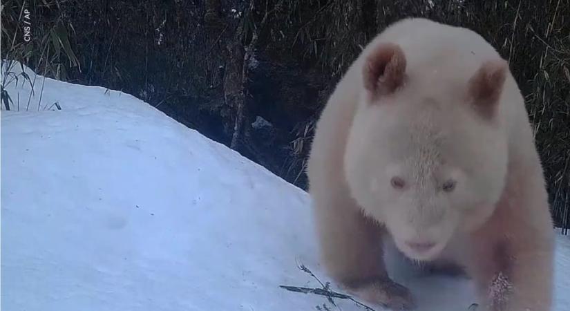 A világ egyik legritkább állatát vették videóra