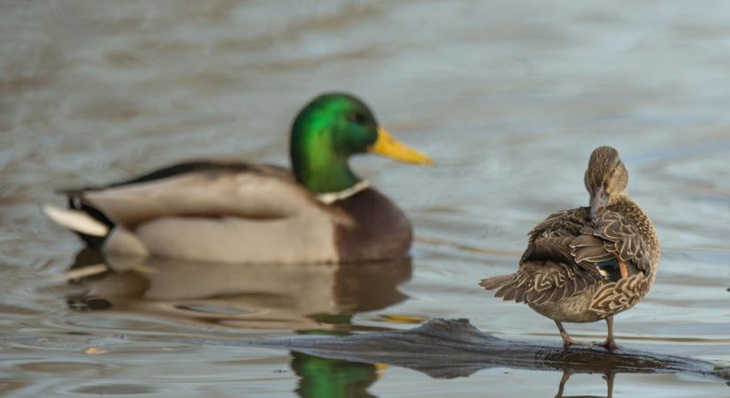 DuckDuckGo böngésző: ahol az adatvédelem nem extra, hanem alapértelmezés