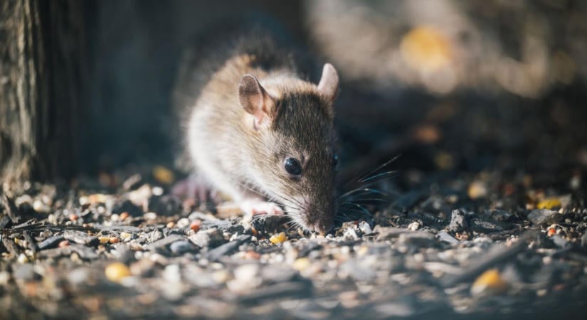 Rettegnek a lakók: patkányinvázió tombol Zuglóban