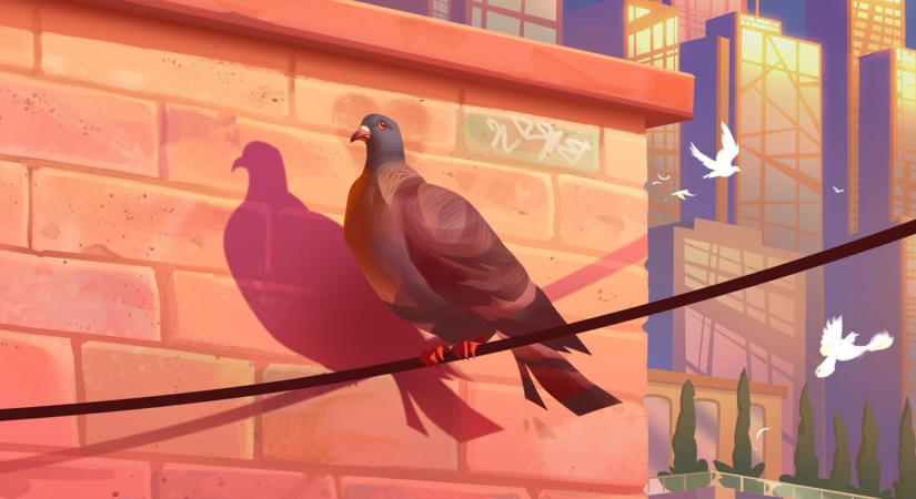 Pigeon: A Love Story bemutató – Galambíciók a szerelem oltárán