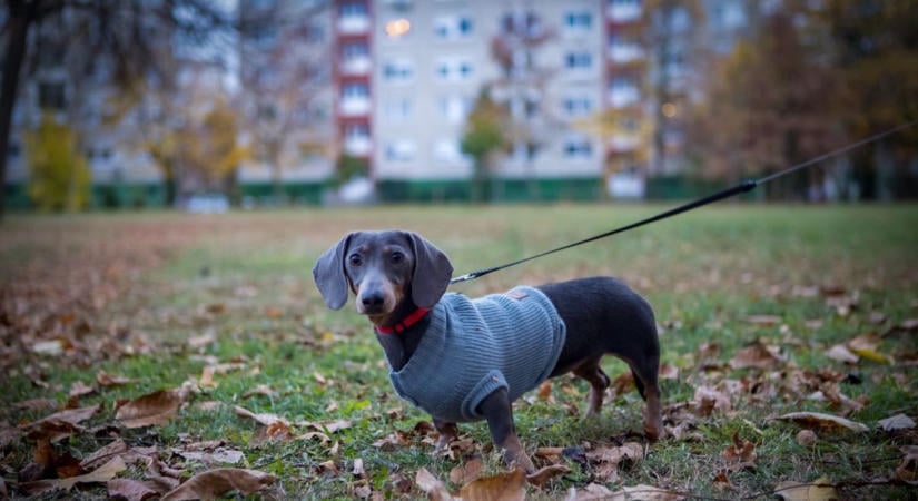 Ha vettél ebből a népszerű jutalomfalatból, azonnal dobd ki! Súlyosan fertőzött lehet