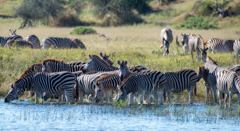 Mészáros Lőrinc zebraimádata Botswanáig röpítette őket a feleségével