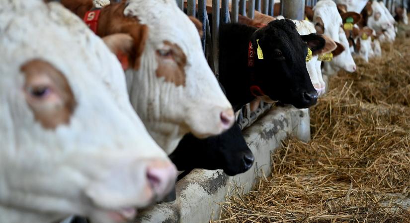 Gümőkórt mutattak ki egy megyei szarvasmarha-állományban
