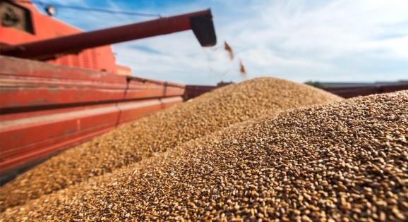 Gyanús csoda a mezőgazdaságban: a termés gyenge volt, a statisztikák szerint az export mégis szárnyalt