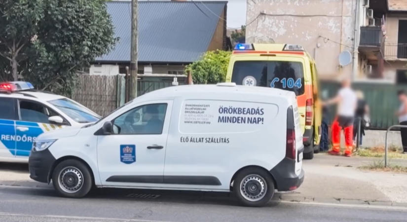 Brutális támadás Csepelen: saját kutyája marcangolta szét egy nő kezét, végül az állat elpusztult – videó