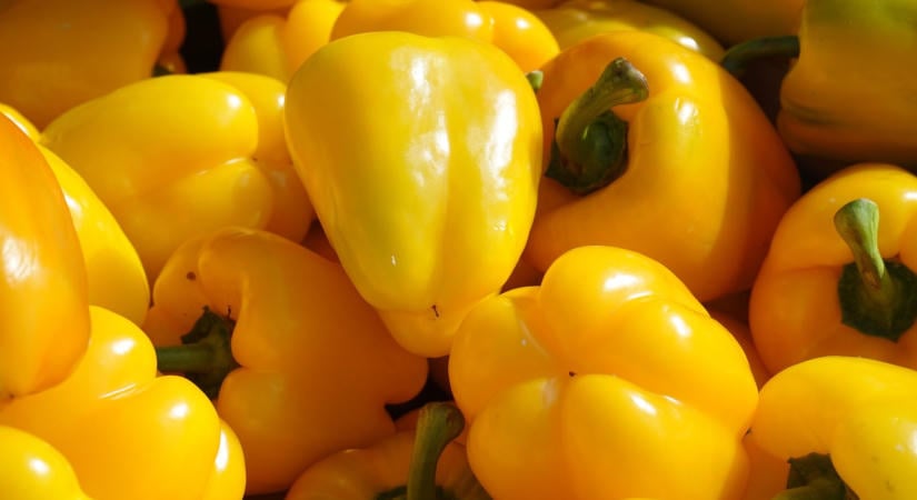 Mi okozhat a paprika termésein lilulást, illetve kivilágosodó foltokat?