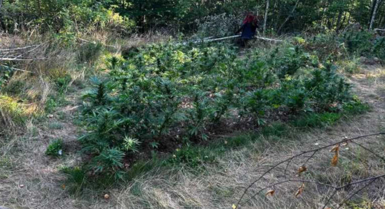 Kovászna megye: kannabiszültetvényt találtak egy Dálnok melletti erdőben