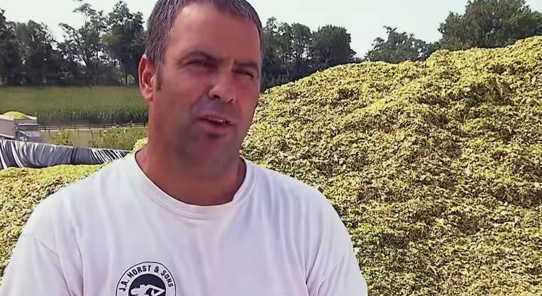 Elhamarkodottan kezdték feletetni a kukoricaszilázst, óriási gond lett belőle