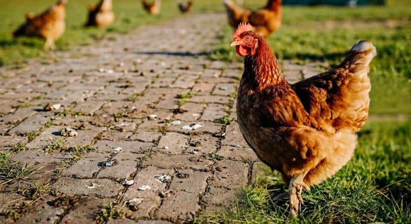 Ötszáz lejre bírságoltak egy asszonyt, mert a szomszédba átszökő tyúkjai odarondítottak a térkőre – hírmix
