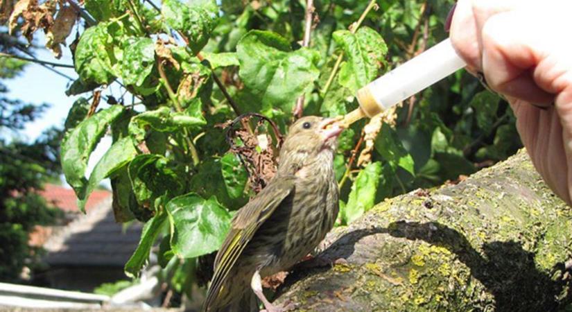 Elszakadt a családjától az alig néhány napos tőkésréce-fióka, egy kotlós tyúk fogadta örökbe