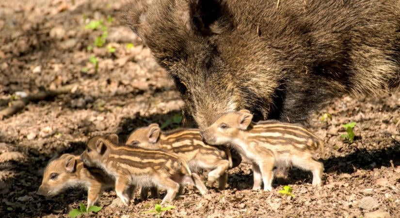 Két vadmalac bevállalta, a többi megfutamodott: így próbált átkelni a konda a patakon