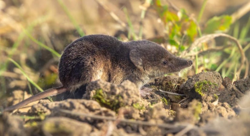 Rovarevő cickány a kertben: hogyan ismerd fel, és miért hasznos?