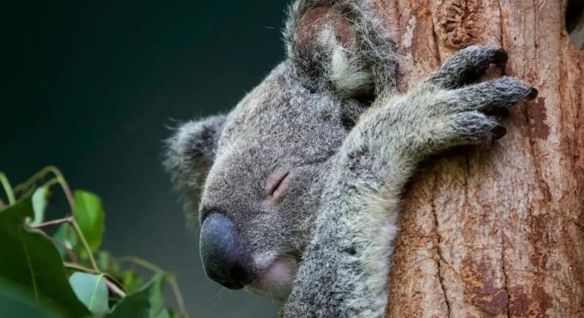 Kangaroo-sziget: A koalák megmentése a kihalástól és a betegségektől