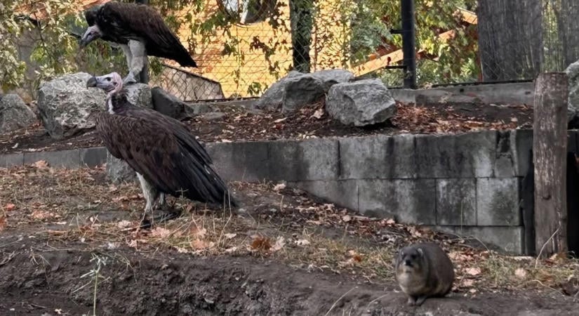 Különleges lakók tértek vissza a Szegedi Vadasparkba  fotók