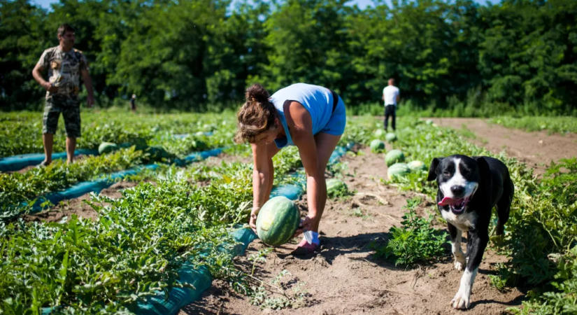 Közel 30 ezren léptek be a munkaerőpiacra júliusban, de emelkedett a munkanélküliség is