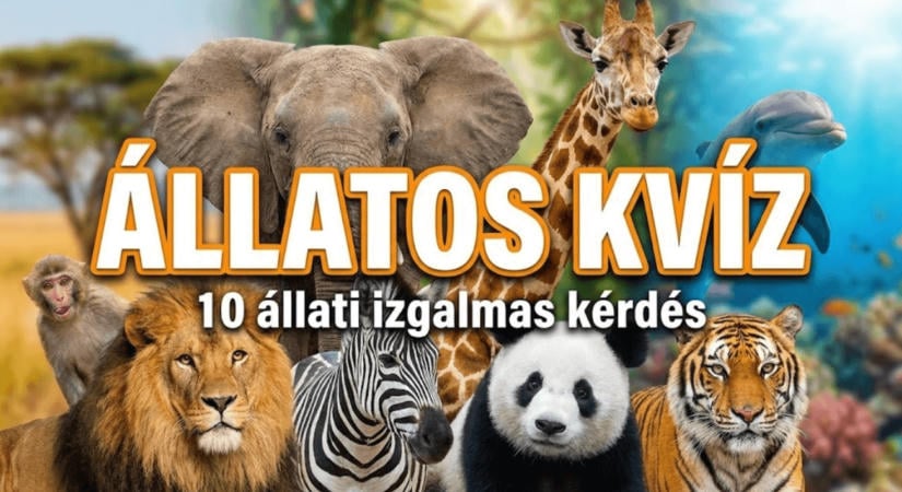 Tudáspróba Kvíz: Laika, T. rex, Biblia. Hol csúszol el az állatos kérdéseknél?