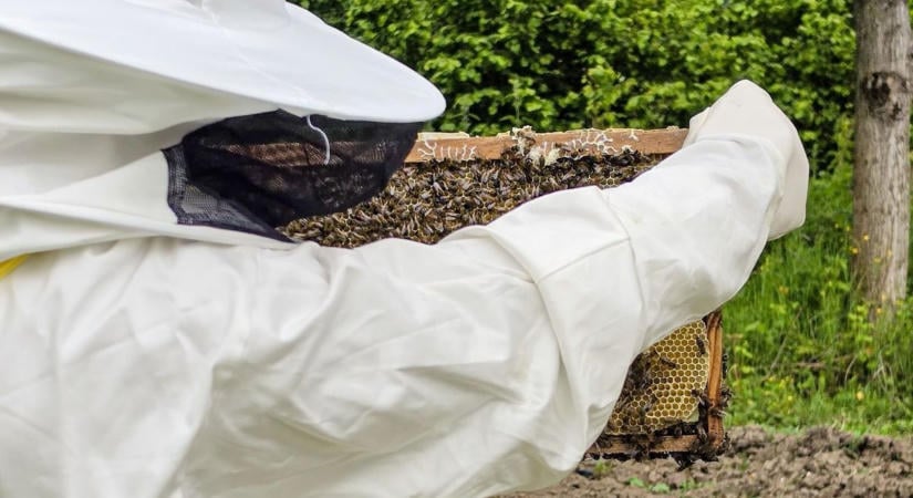 A súlyosan pusztító állatbetegség gyorsan terjed a Bakonyban, egyre több faluban van zárlat