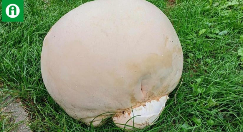 Pöfeteg került a kosárba? Csak addig ehető, amíg belül ilyen