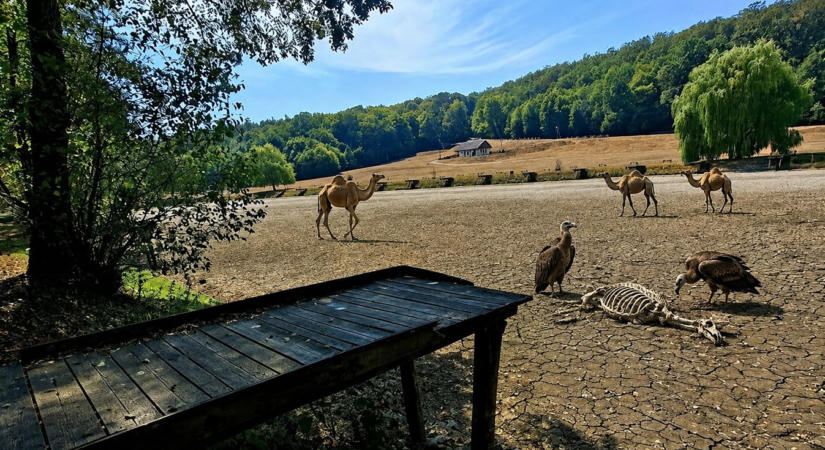 Sivatag a Zselicben: kiszáradt a Ropolyi-tó?