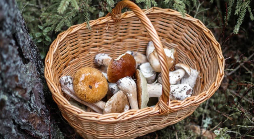 Aranyáron mérik a piacon, de megéri az árát