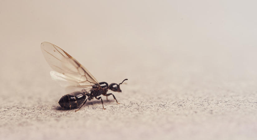 Tuti tippek a szárnyas hangyák kiirtására házilag