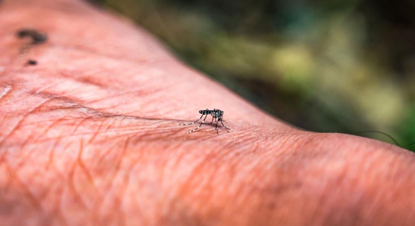 Drámai fordulat: malária miatt halt meg egy ember, pedig nem járt fertőzött területen  videó