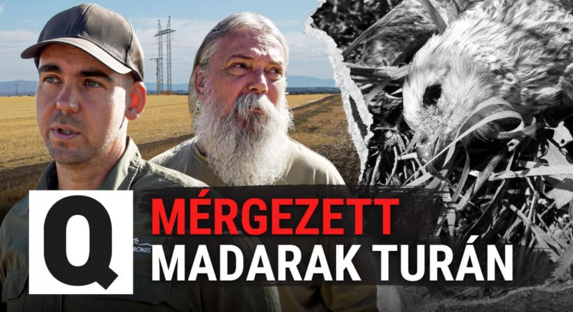 „Épeszű ember ilyet nem csinál” – minden idők legsúlyosabb ragadozómadár-mérgezésének nyomában