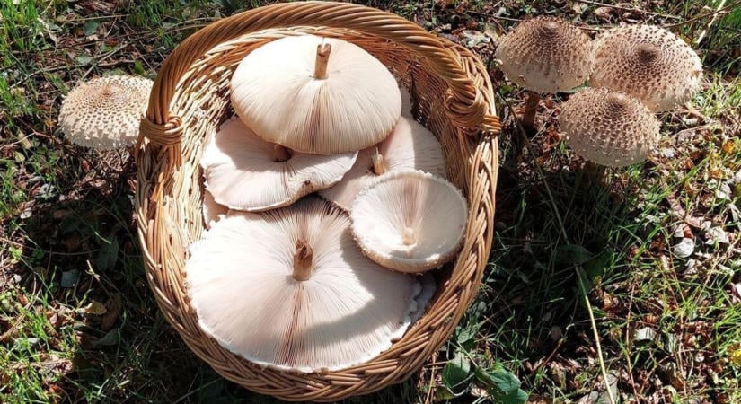 Végre újra van gomba a Bakonyban! Bepótolhatjuk a kényszerű nyári gombaszedési szünetet (galéria)